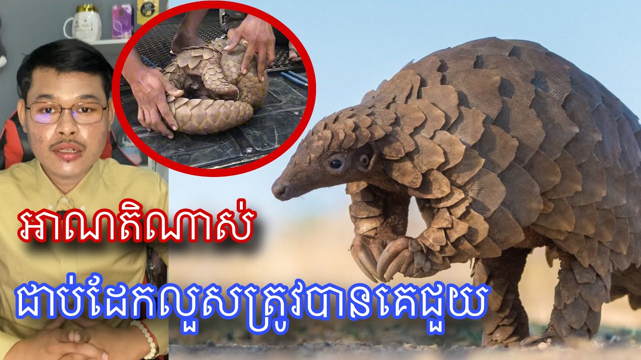 សត្វដែលជិតផិតផុតពូជហើយត្រូវមកជាប់ដែកលួសចឹងទៀតគួអោយសង្វេក l Mr.Veasna