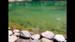 Tranquil Leaf Drift in a Serene Pool