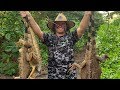 Hunting IGUANA in the Cayman Islands with AIR RIFLES ...