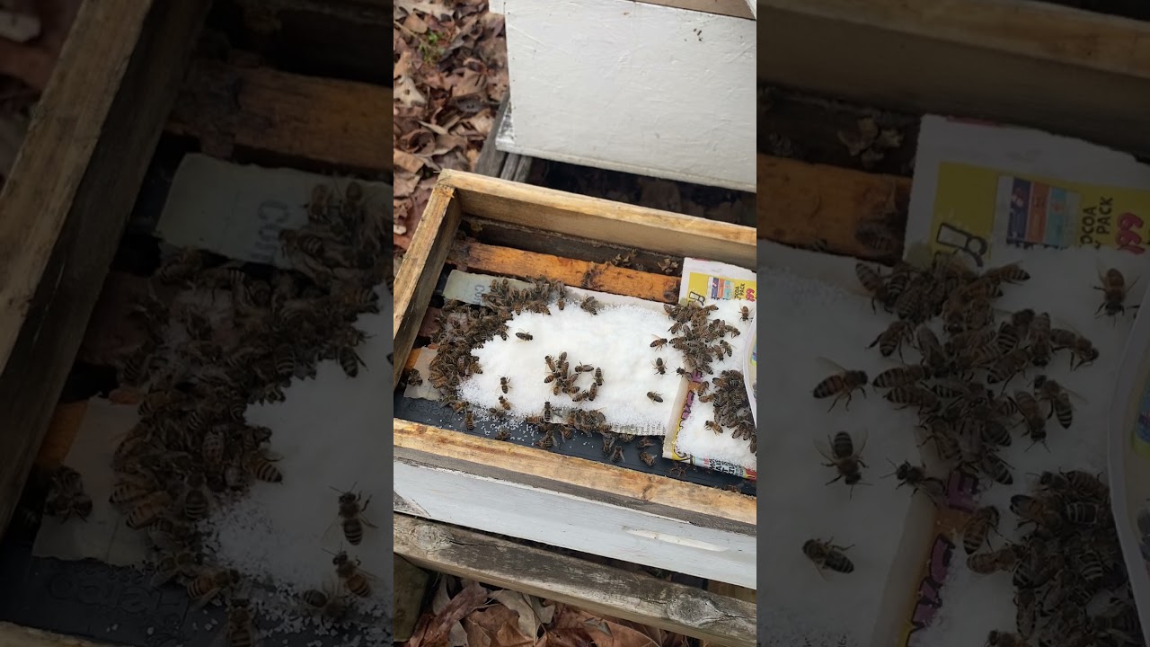 Mountain camp feeding method. Dry Sugar
