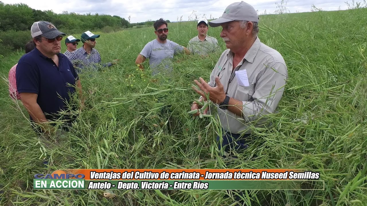 Ventajas y manejo de carinata - Conrado Maag