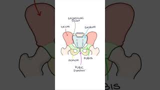 Basic Pelvic Bone Anatomy #medicine #medicalstudent #anatomy #orthopaedics #biology