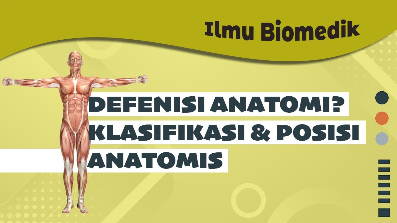 APA ITU ILMU ANATOMI, KLASIFIKASI DAN POSISI ANATOMIS MANUSIA? YouTube