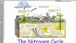 The Nitrogen Cycle