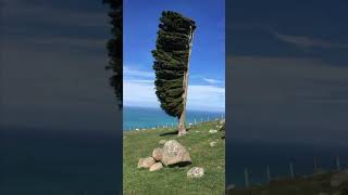 شجرة غريبة في نيوزيلندا ❗