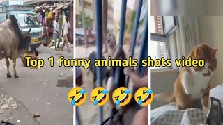 Funny Animals Top Funny Animal Shots Video Pkanimels Shots Videos