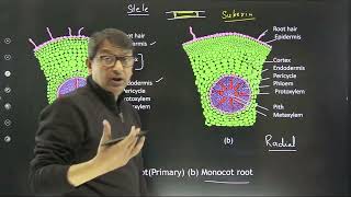 T.S. : (a) Dicot root (Primary) (b) Monocot root