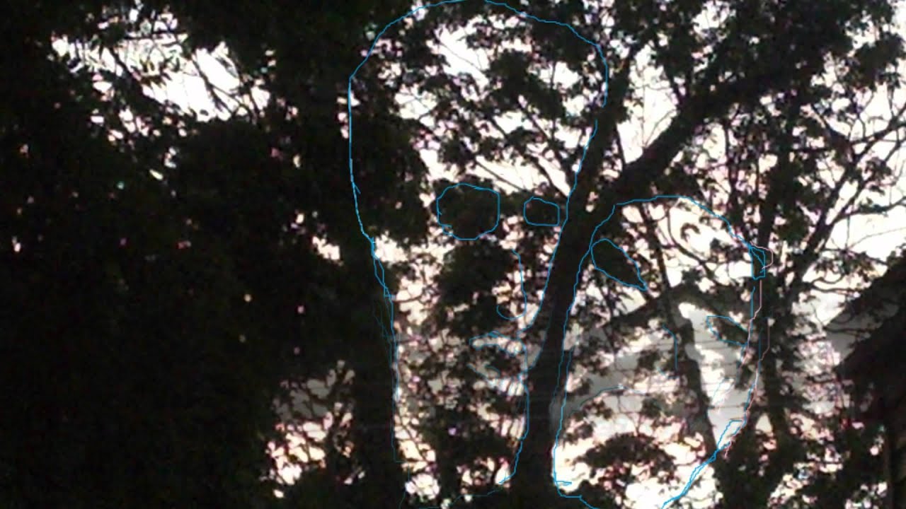 Faces In The Trees Tell Me What You See