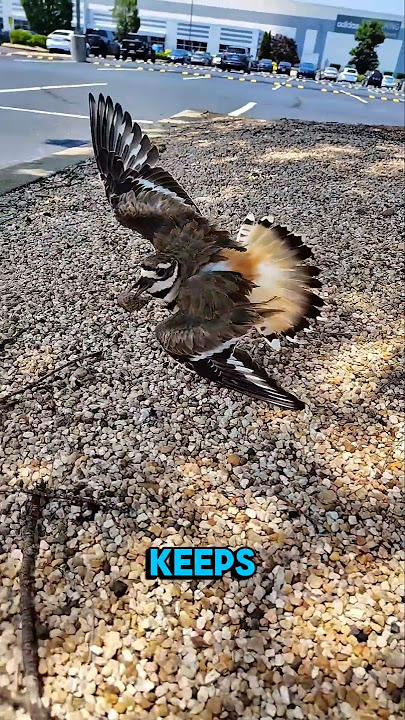 Don’t Help This Killdeer Bird!