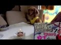 わんちゃん 犬 誕生日 ケーキ 7月６日 ﾀﾞｯｸｽゆずちゃん ７才,ワンバナＷＡＮＢＡＮＡ