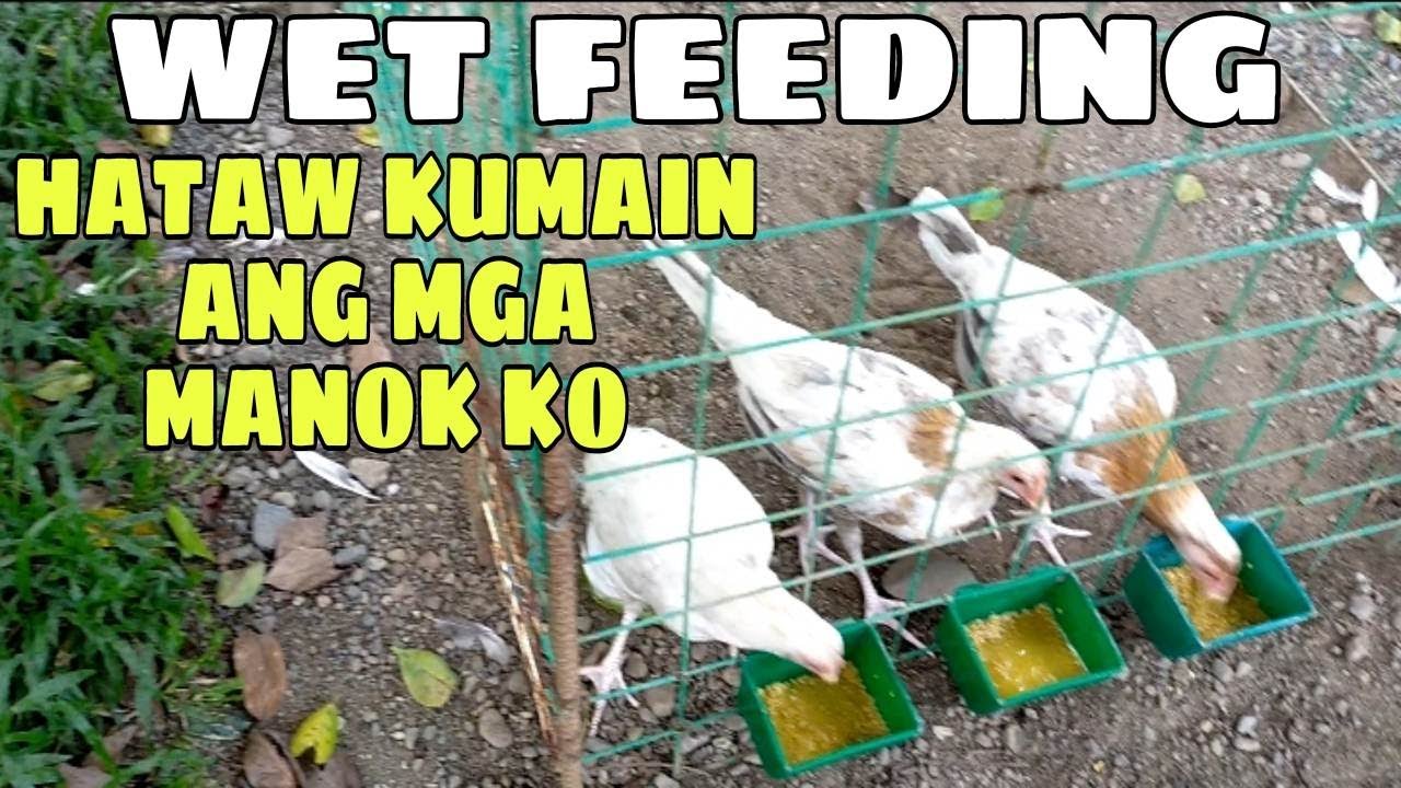WET FEEDING! hataw kumain ang mga sisiw ko|| BALERIANS GAMEYARD