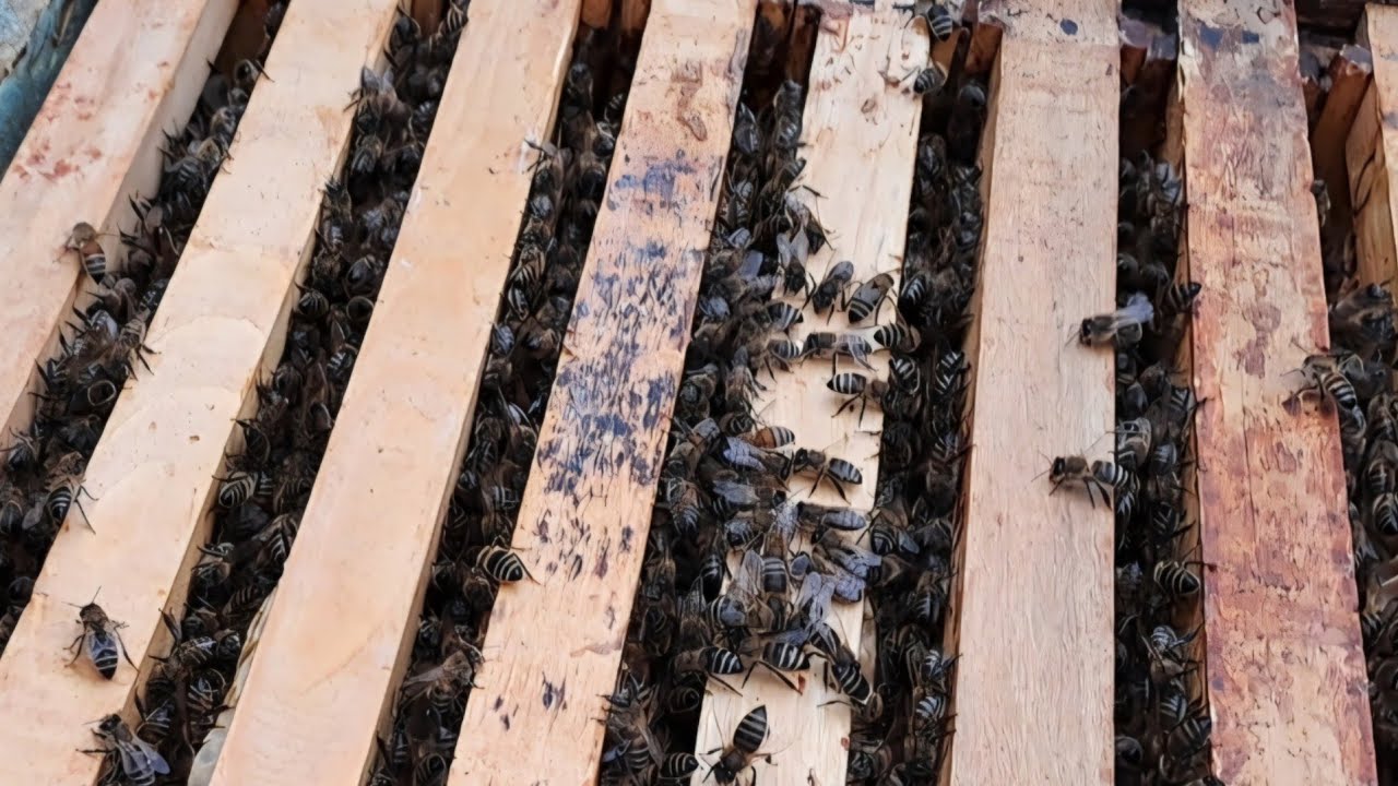 Ce situație am găsit la stupi în 20 Decembrie ? 