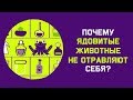 Edu: Почему ядовитые животные не отравляют себя?