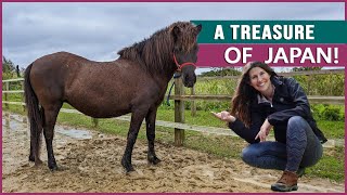 Riding the Tokara Horse [吐噶喇馬] in Japan! by DiscoverTheHorse 5,485 views 11 months ago 4 minutes, 6 seconds