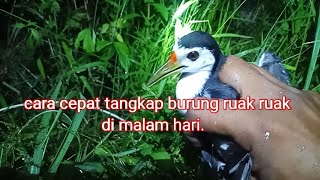 cara mudah tangkap burung ruak ruak di malam hari.