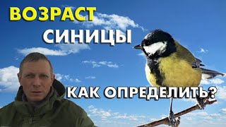 Как определить возраст синицы / Репортаж Антона Барановского