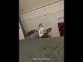 لقد وقعنا في الفخ😂😂 #لايك #cat #catlovers