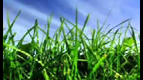 سورة الرحمن 2011 الشيخ مصطفى خميس