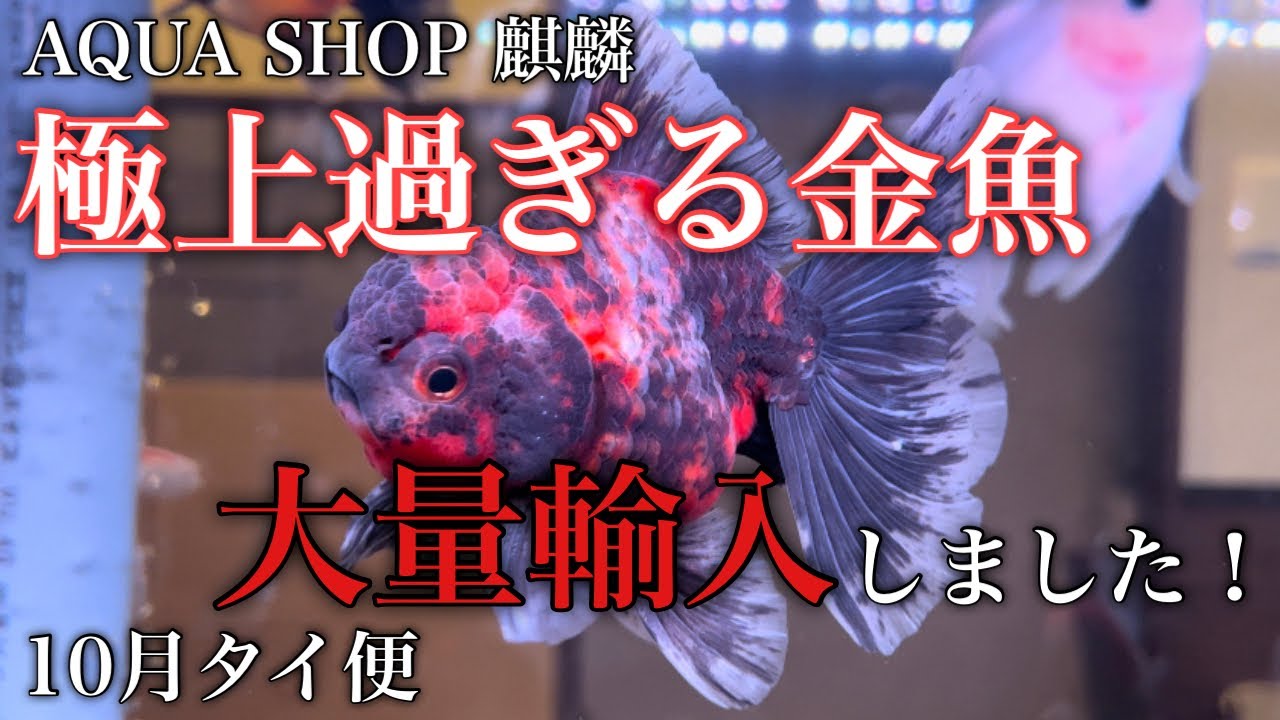 モンスター麒麟らんちゅう金魚