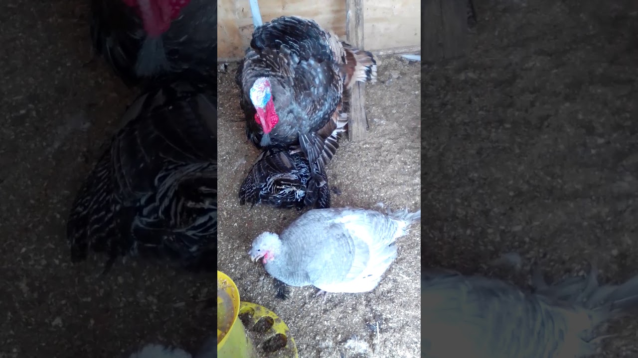 Спаривание индюков