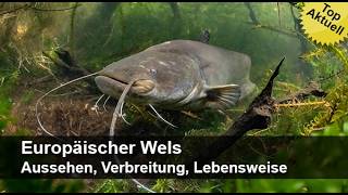 Europäischer Wels - Aussehen, Verbreitung, Lebensweise | Trailer MedienLB