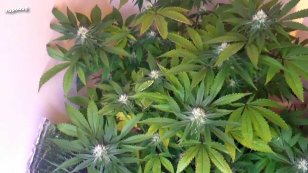 Day 21 Indoor Home Weed Grow Op 2013 LED Grow Light