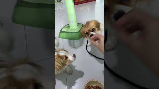 Full Video link below #KokoniDaily#PuppySnuggles#KokoniLife#LittleKokoni#PuppyJoy#KokoniVibes