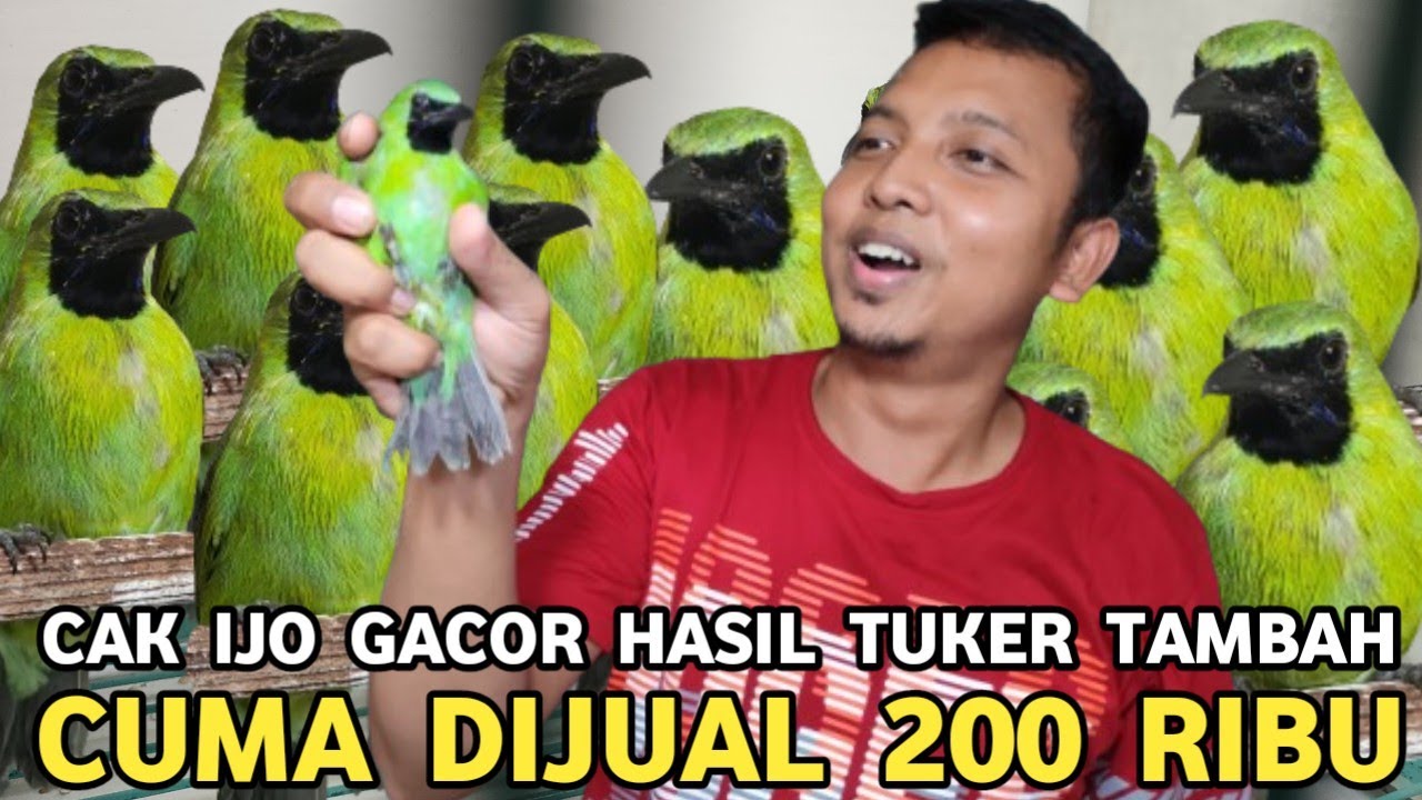 GOKIL KAN JUALNYA ! CUCAK IJO JANTAN GACORAN HASIL TUKER TAMBAH DIJUAL 200 RIBU DIKIOS LANGGENG JAYA