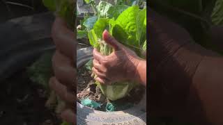 Harvesting Cabbage ? kitchengarden latestupdates farming organicfarminggreensindianagaland