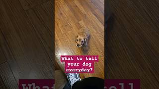 What to tell your dog everyday? #cockerspaniel #shortsvideo #puppy #shortsvideo