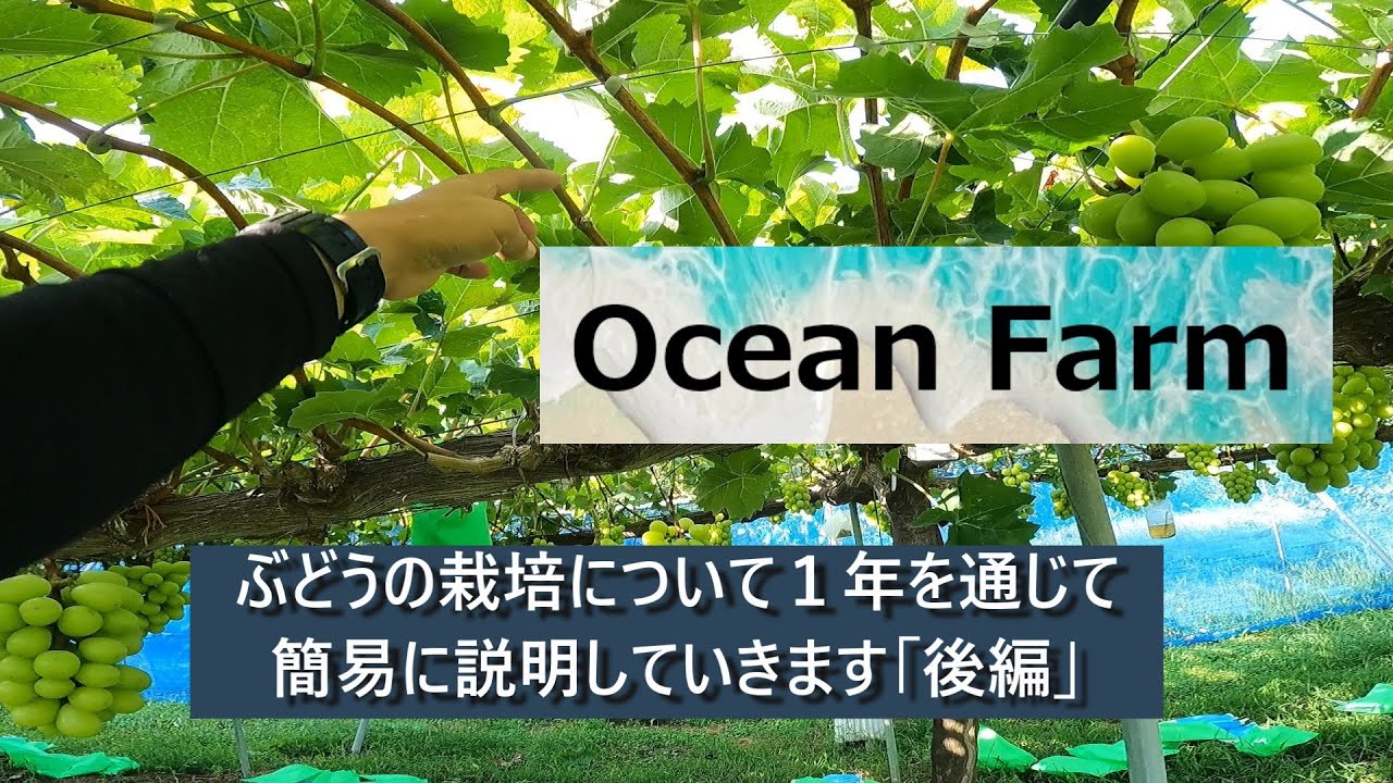 ぶどうの栽培について１年を通じて簡易に説明していきます「後編」