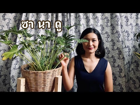 ซานาดู | ต้นไม้ฟอกอากาศน่าปลูกไว้ในห้องนอน