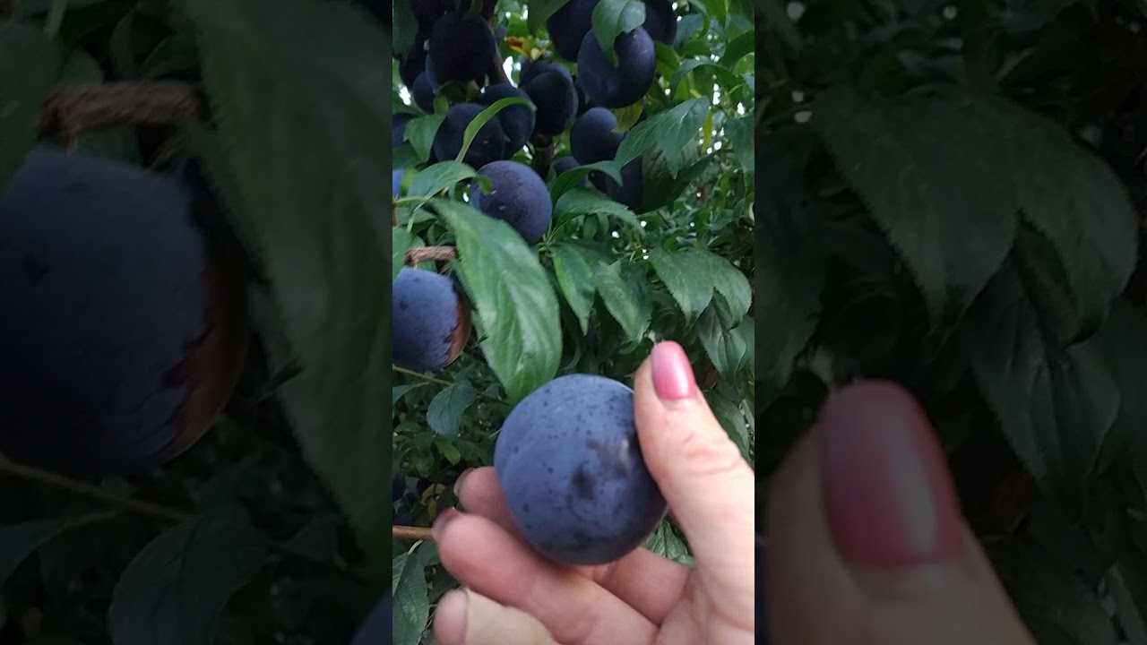 Слива Блэк Сплендор Купить Саженцы