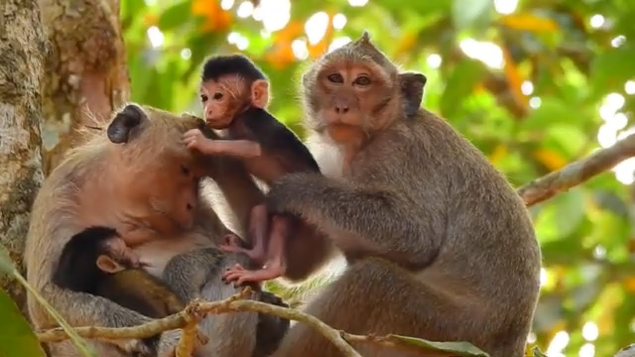 DeeDee looks so sad and scare coz doesn't have Dolly protect her any more | Monkey DeeDee miss Dolly