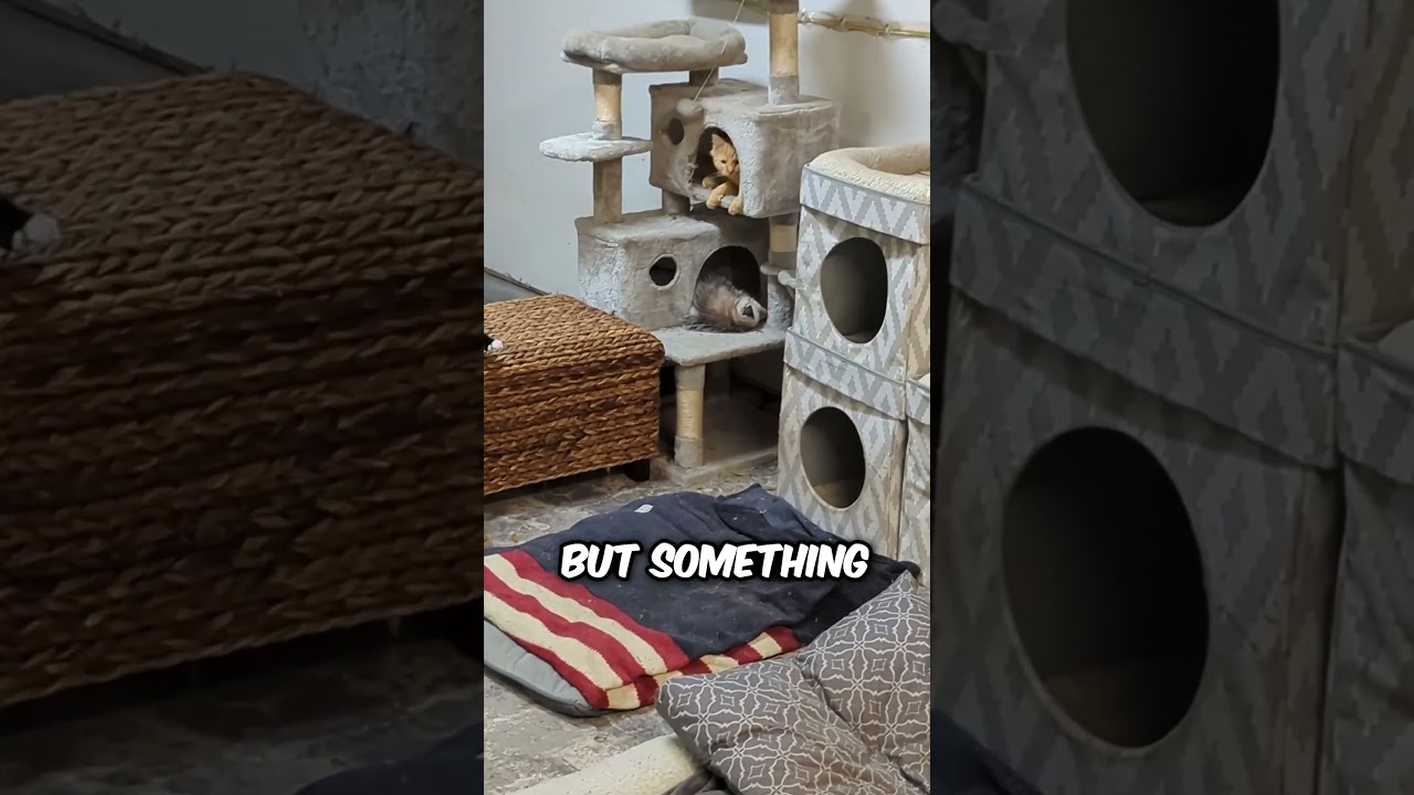 Что-то не так в этом отеле для кошек 🫢