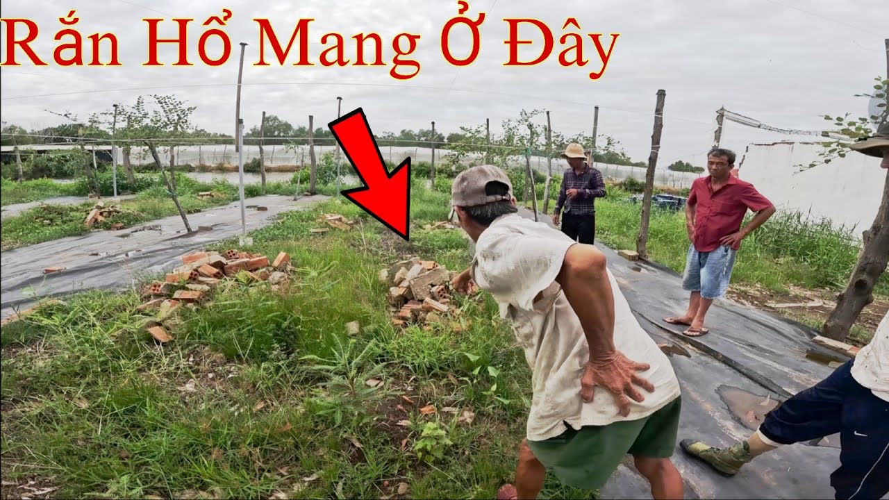 Giúp Chú Làm Vườn Thu Phục Con Rắn Độc|| Tâm Vện Vlog # 25