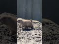 Огромный Нидерландский Зоопарк - смешные животные Суслик