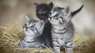 Cute And Funny Cat Videos #21 | Cute Cats Land by Cute Cats Land 15,754 views 3 years ago 8 minutes, 25 seconds