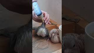 اطعام زغاليل الحمام بشكل يدوي - hand feeding baby pigeon