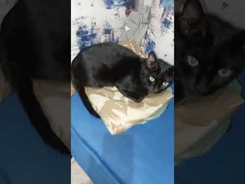 لاإلاه إلا الله محمدا رسول الله 0649095261