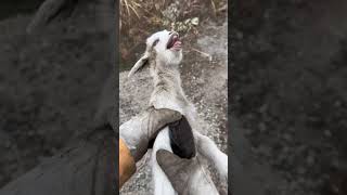 Save Every Animal You Can