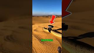 The man put a camera on a snake and saw this!😱 #shorts #viral