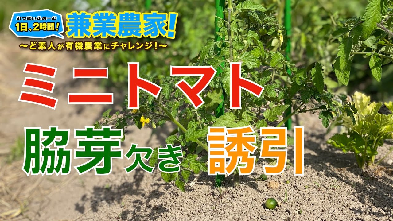 ミニトマト栽培 脇芽欠きと誘引 農業初心者が有機農業にチャレンジ野菜栽培副業 21 6 1 Youtube