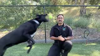 Pet of the Week with Fernando - Meet Pee Gee!