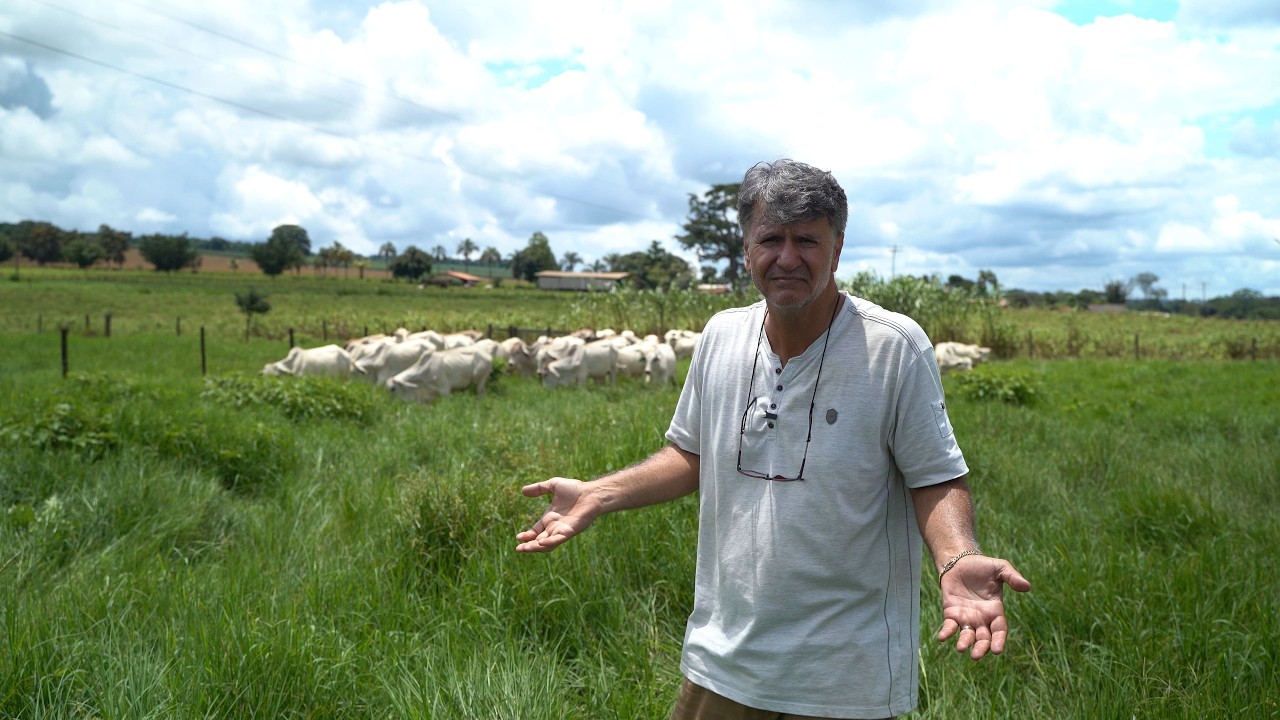 Quantas cabeças de gado por hectare ?