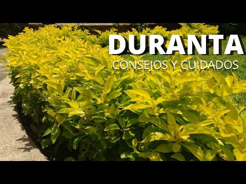 Vídeo: Cuidados com plantas de floração de Duranta - Dicas para o cultivo de plantas de Duranta