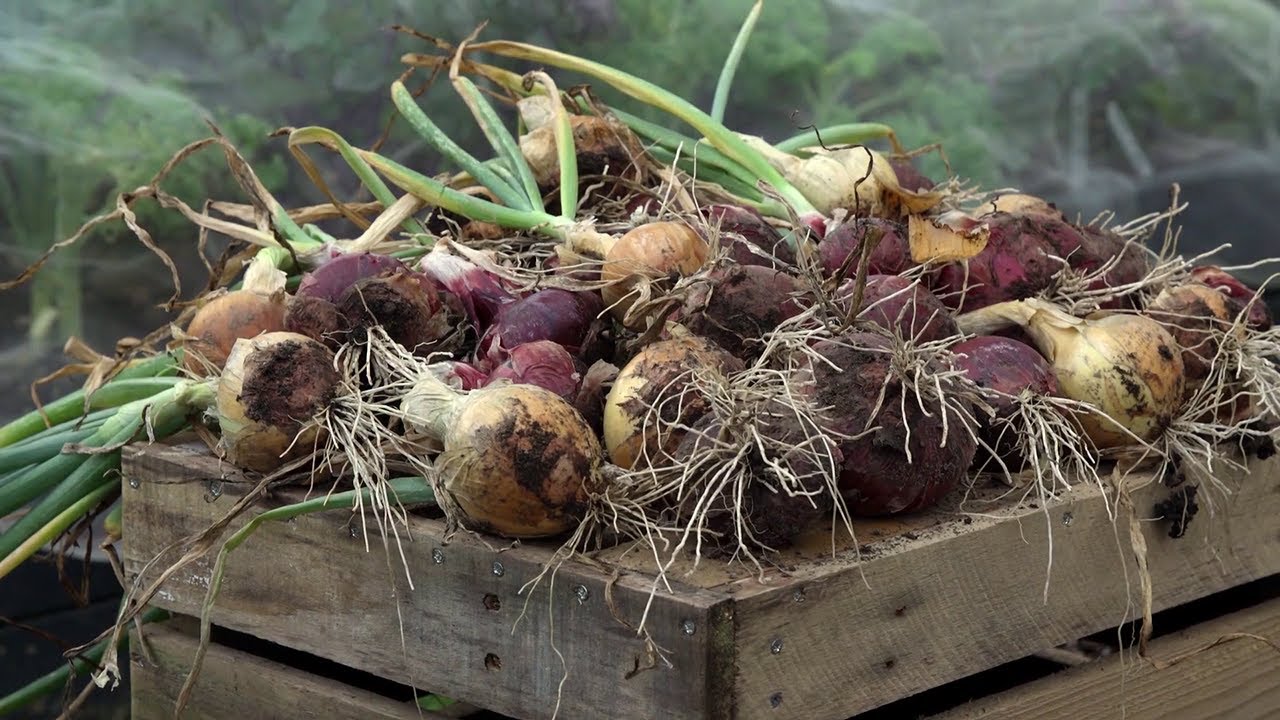 Kertem főztje hagyma termesztése S02E01 részletek