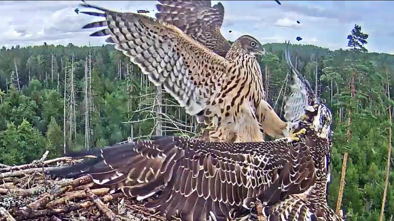Kalakotkas2~A Goshawk attacks UX badly~3:14 pm 2020/08/24