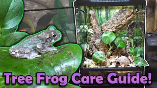 How to Care for Gray Treefrogs!