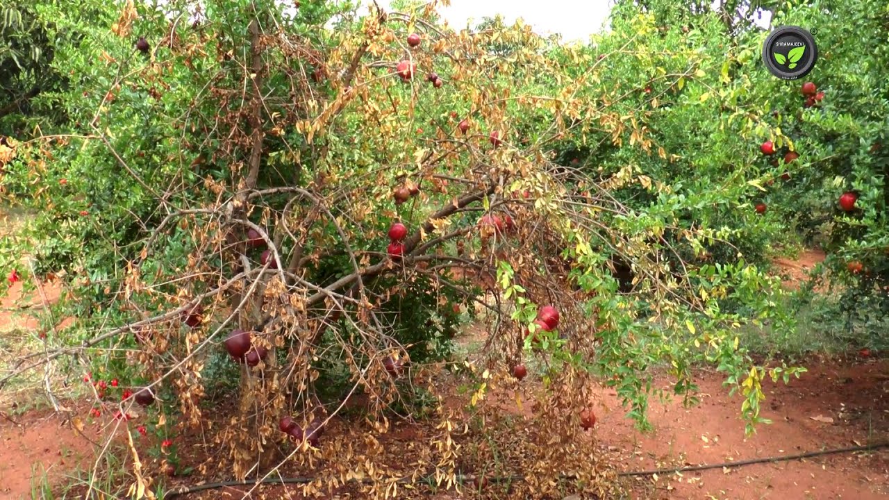 ದಾಳಿಂಬೆಯ ಸೊರಗು ರೋಗ & ನಿರ್ವಹಣೆ - ಡಾ. ಮಂಜುನಾಥ ಜಿ | Pomegranate Wilt and its Management | Complex Wilt